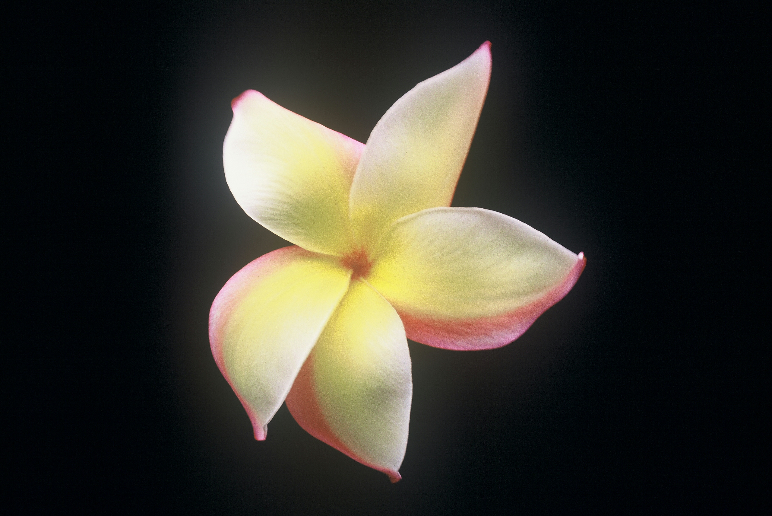 Hawaiian Flag plumeria photo