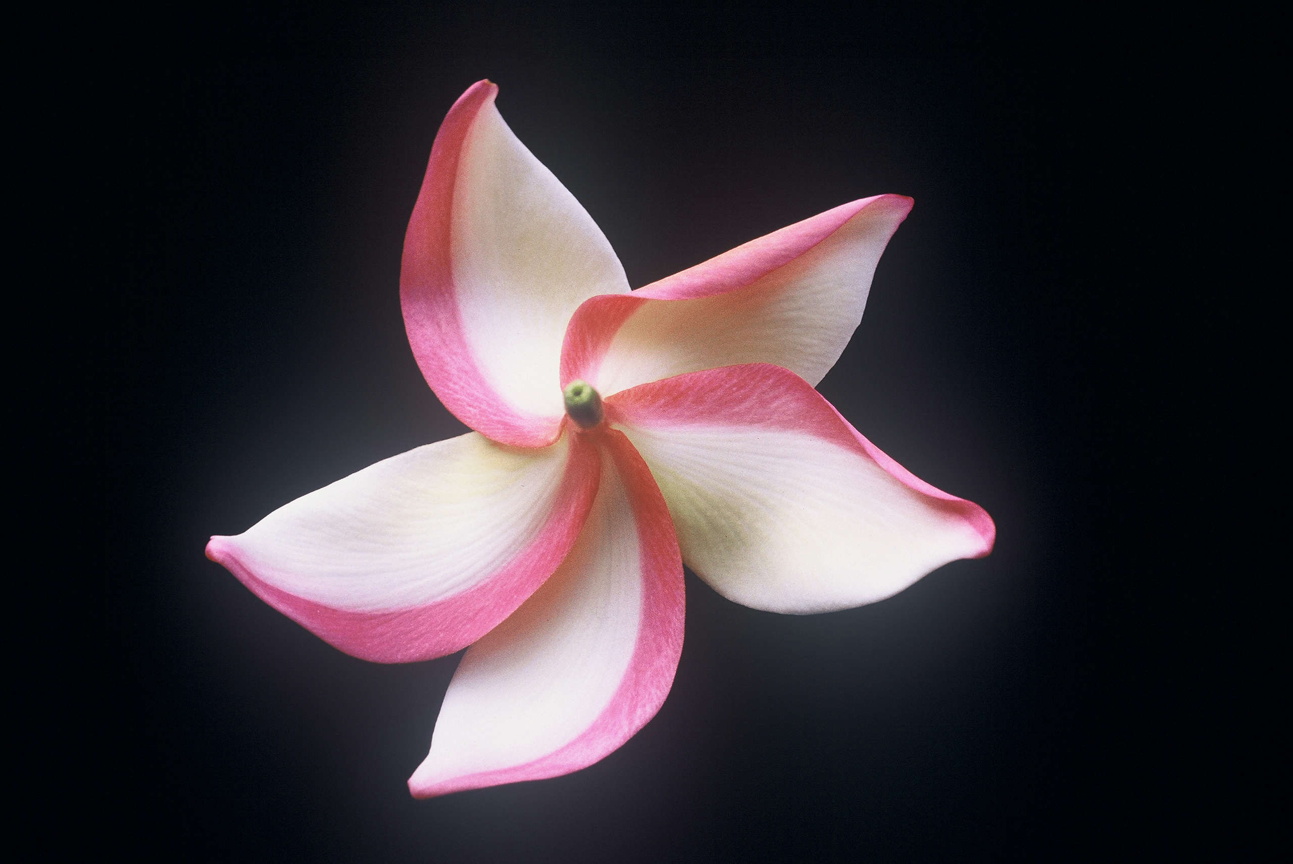 Hawaiian Flag plumeria photo
