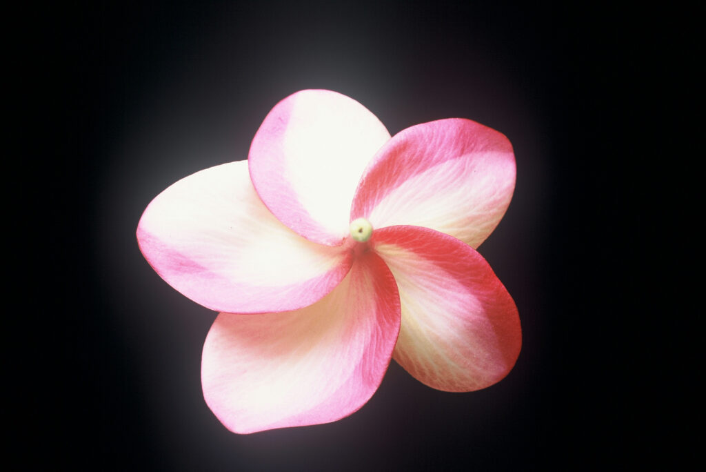 Sally Moragne plumeria photo