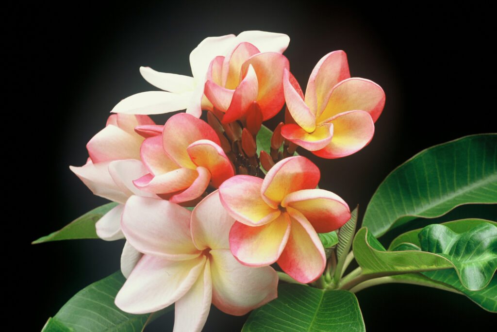 Sally Moragne plumeria photo