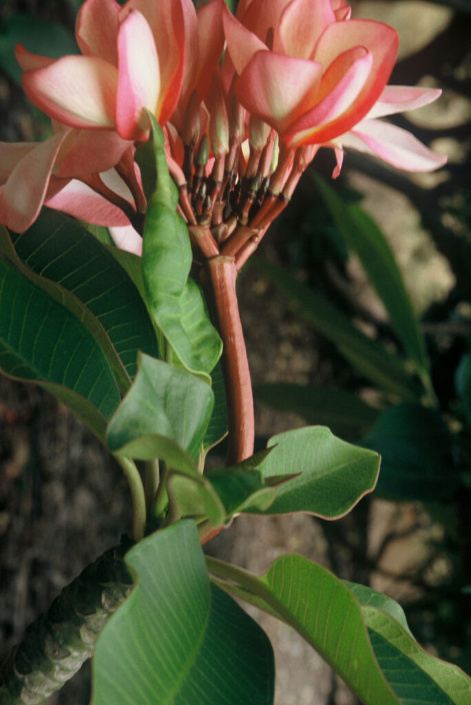 Sally Moragne plumeria photo