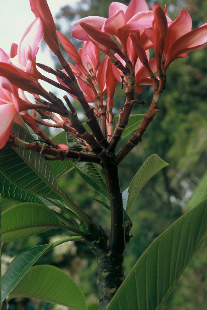 Jean Moragne plumeria photo