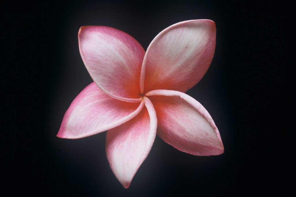 Jean Moragne plumeria photo
