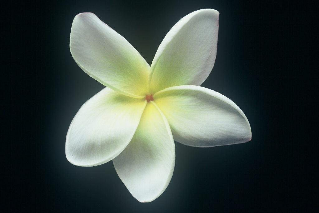 Edi Moragne plumeria photo
