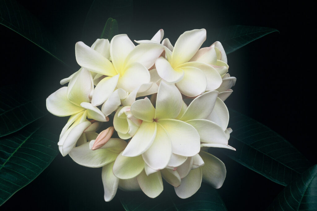 Edi Moragne plumeria photo