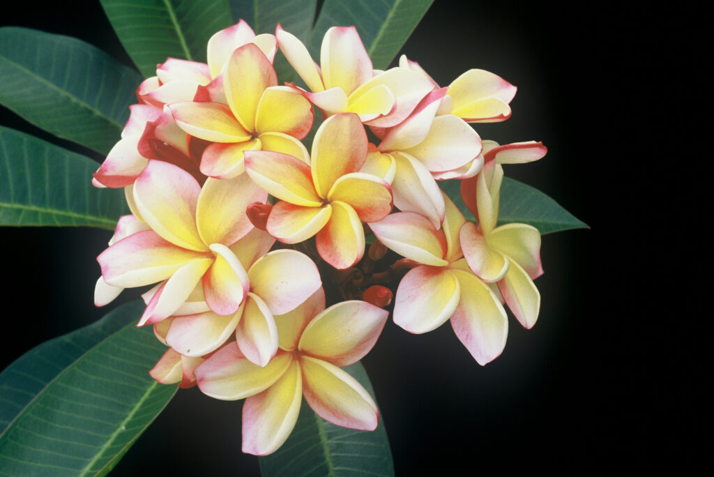 Intense Rainbow plumeria photo
