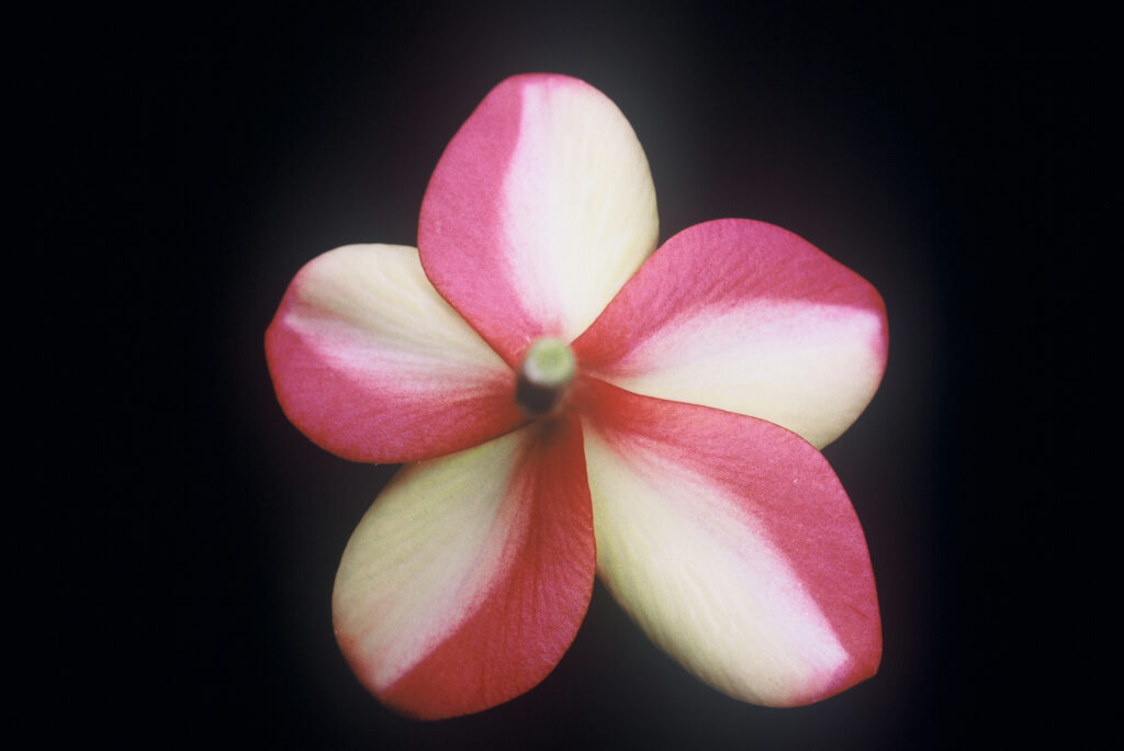 Intense Rainbow plumeria photo