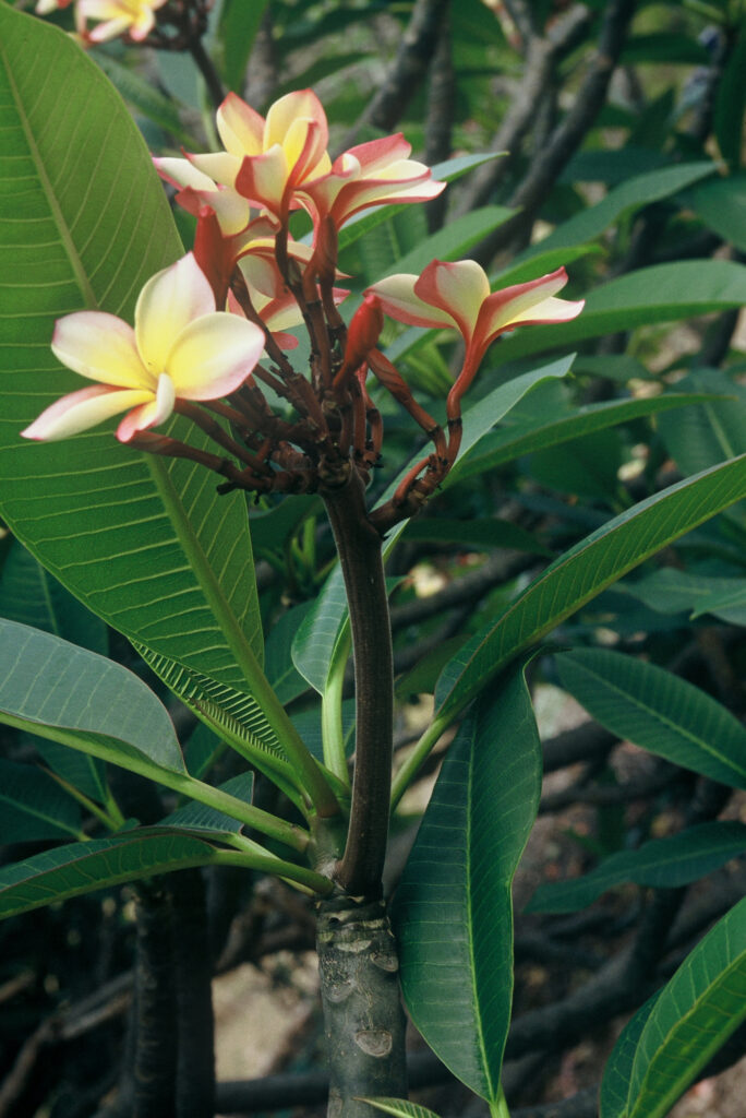 Intense Rainbow plumeria photo