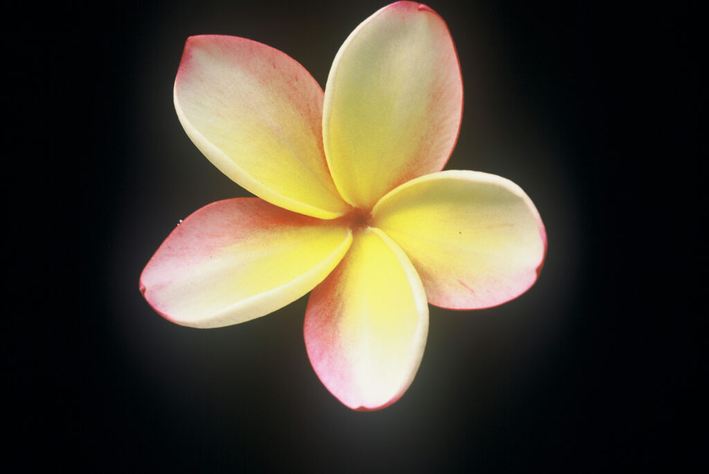 Intense Rainbow plumeria photo