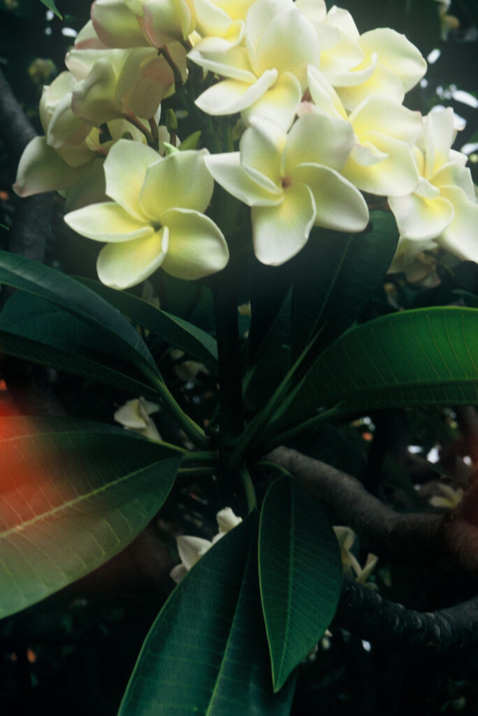 Cyndi Moragne plumeria photo