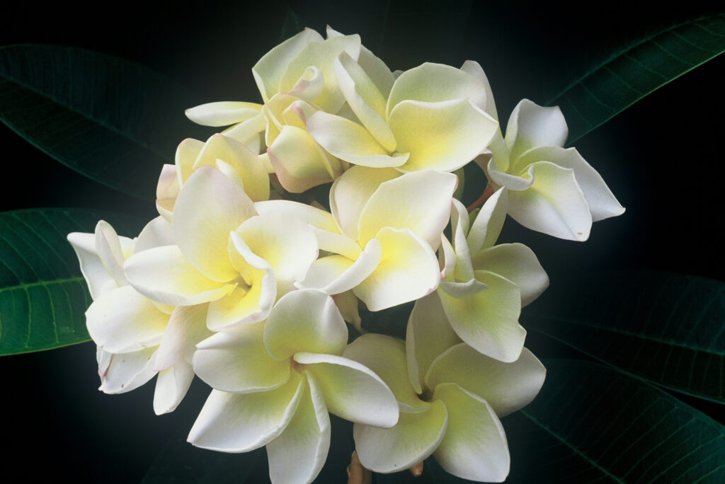 Cyndi Moragne plumeria photo