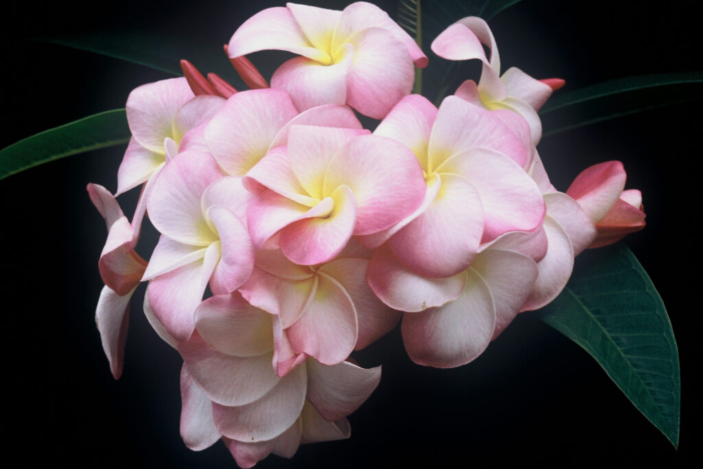 Tomlinson plumeria photo