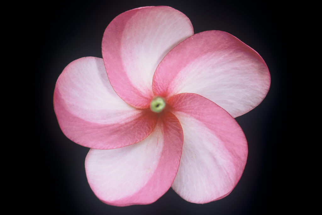 Tomlinson plumeria photo