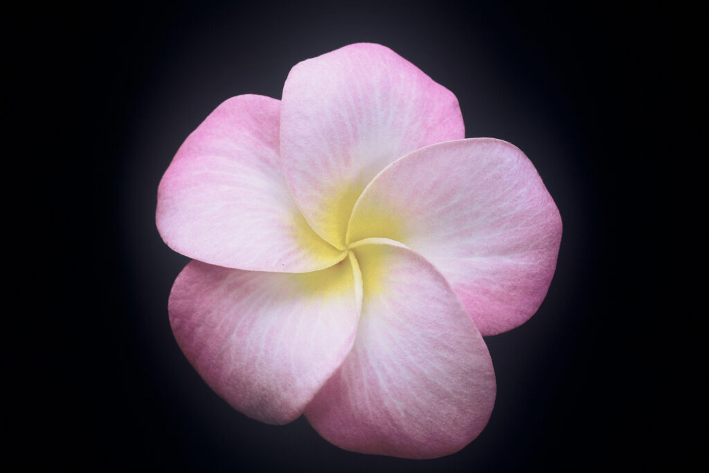Tomlinson plumeria photo