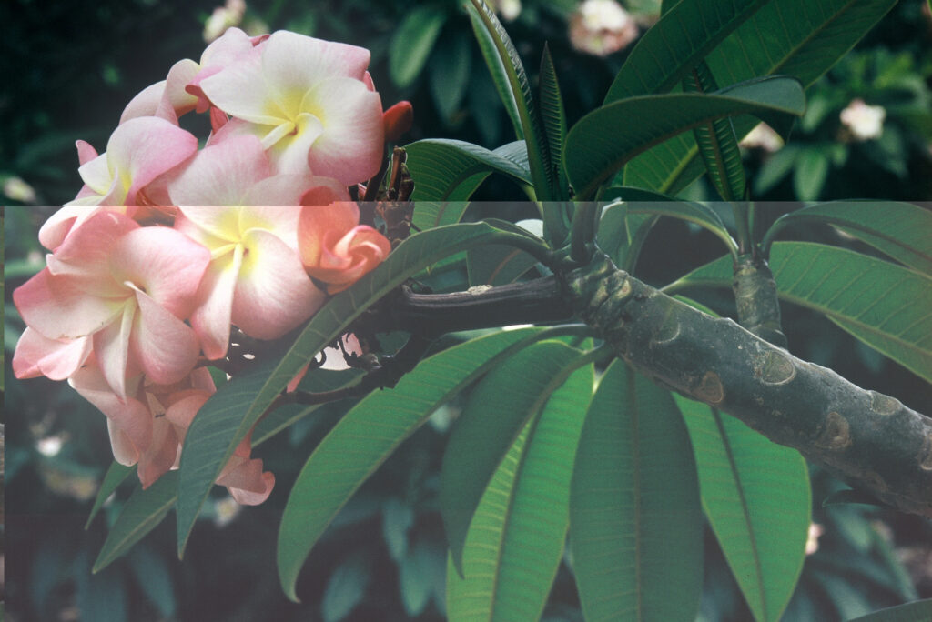 Tomlinson plumeria photo