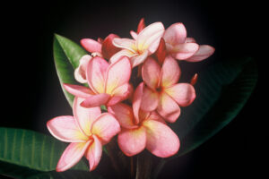 Miniature Lavender plumeria