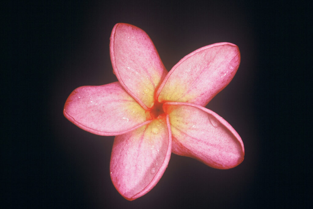 Miniature Lavender plumeria photo