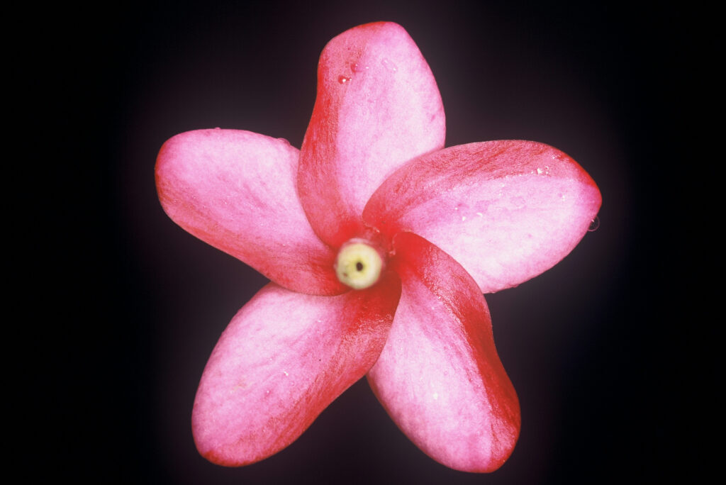 Miniature Lavender plumeria photo