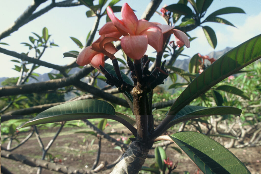 Miniature Lavender plumeria photo