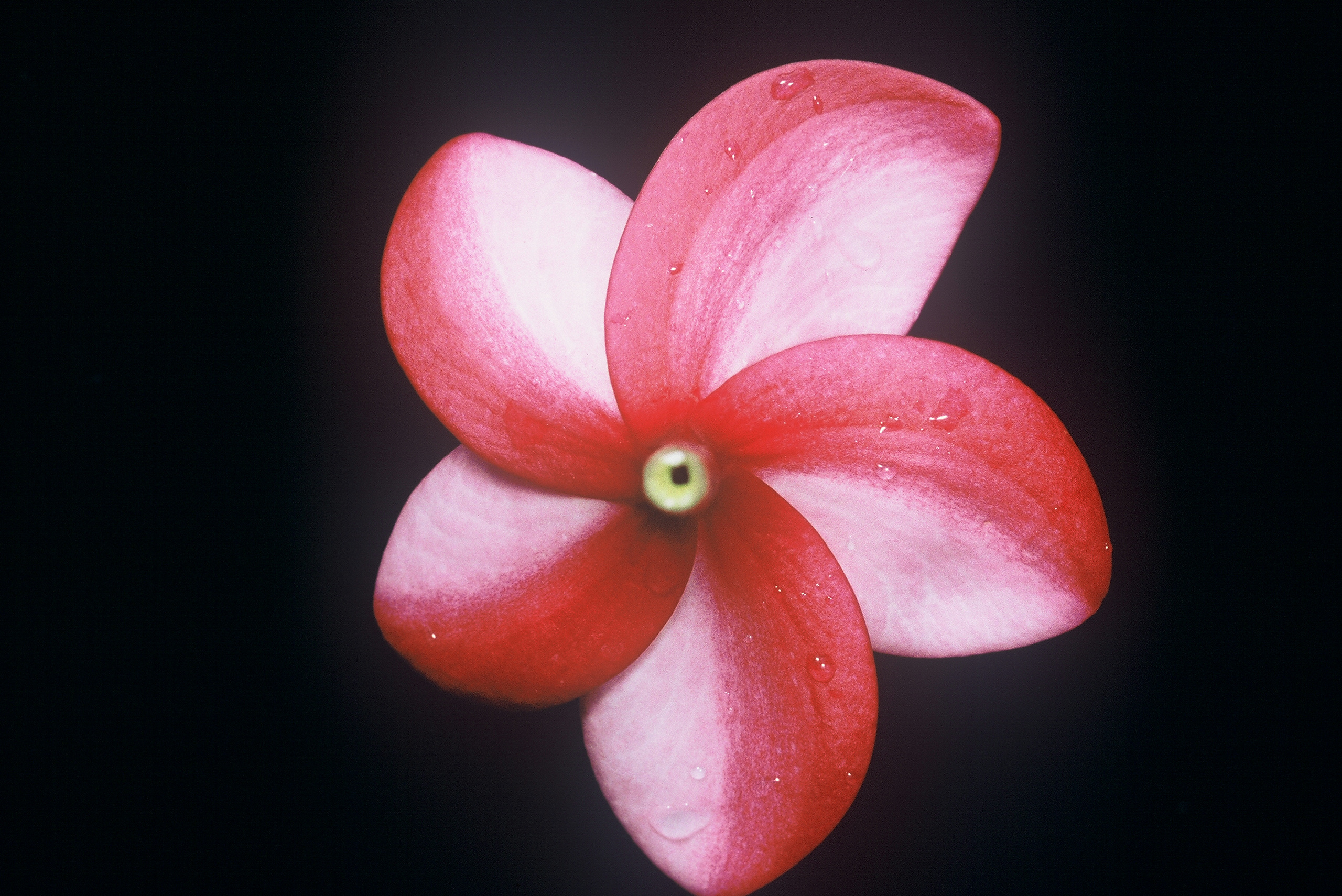 Cranberry