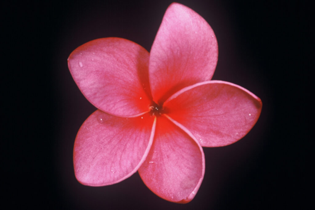 Cranberry plumeria photo