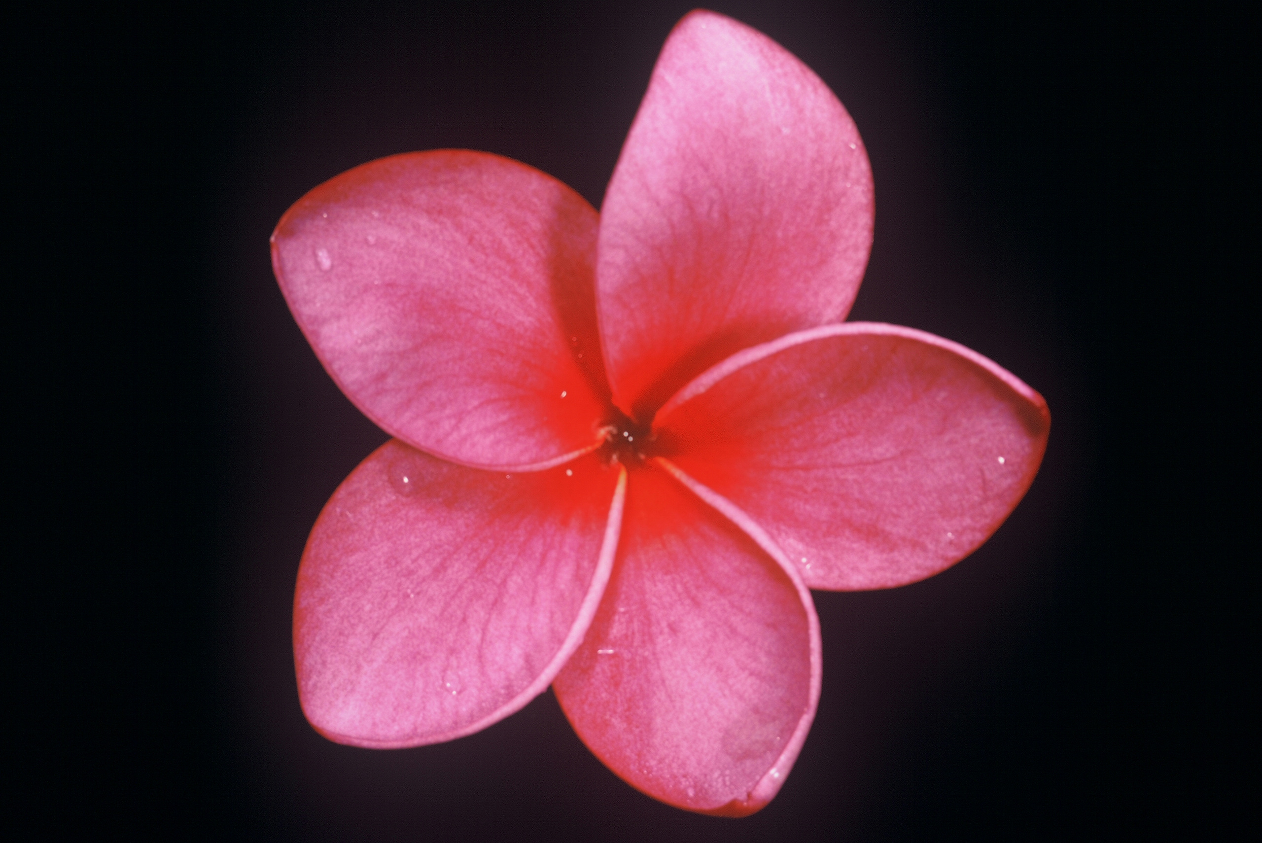 Cranberry