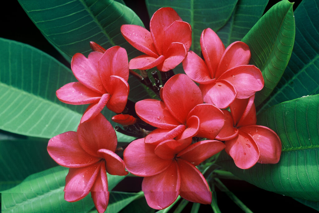 Donald Angus plumeria photo