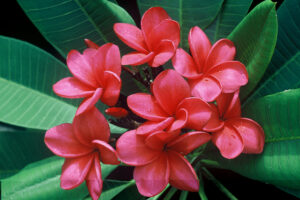 Donald Angus plumeria