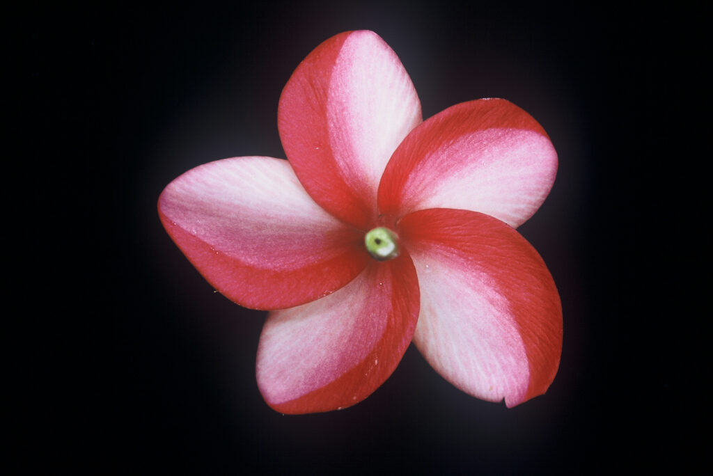 Donald Angus plumeria photo
