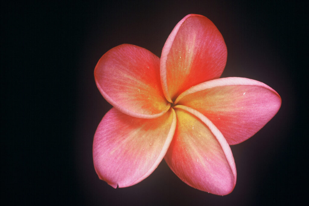 Donald Angus plumeria photo