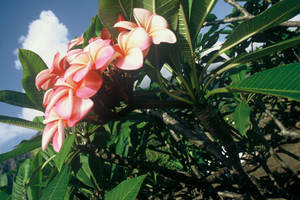 Donald Angus plumeria photo