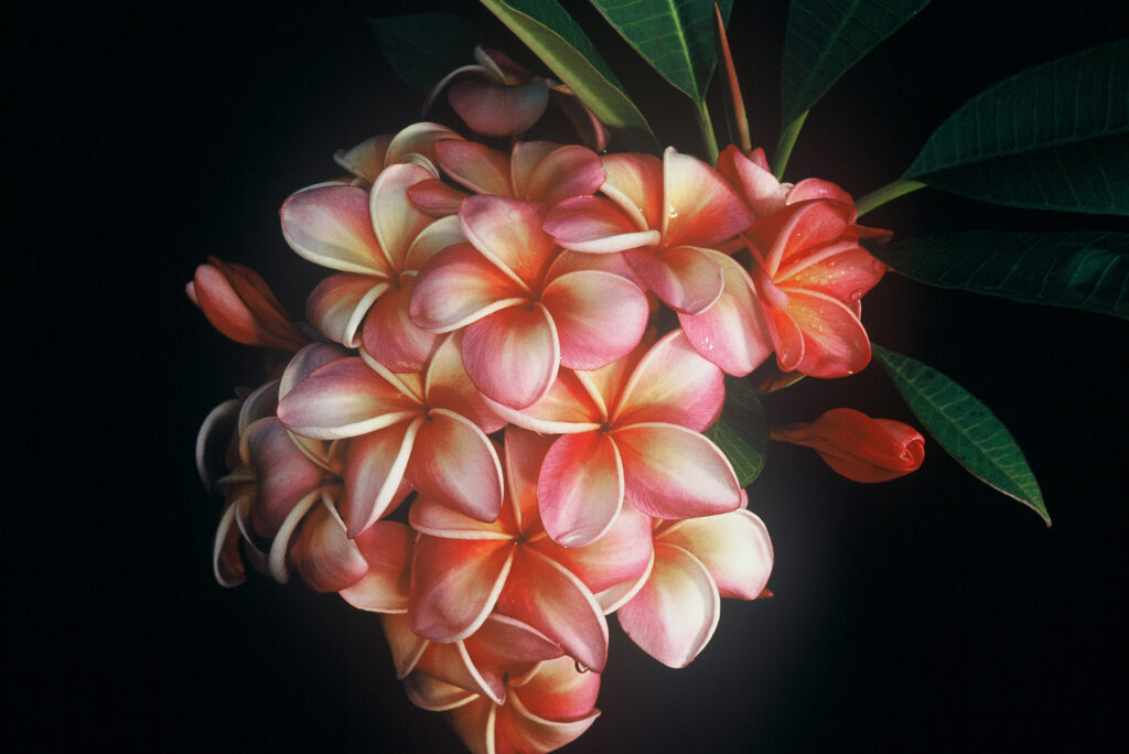Donald Angus plumeria photo