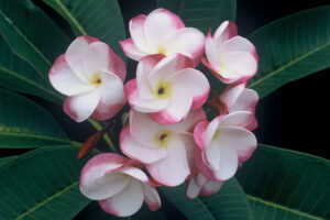 J.L. Pink Pansy