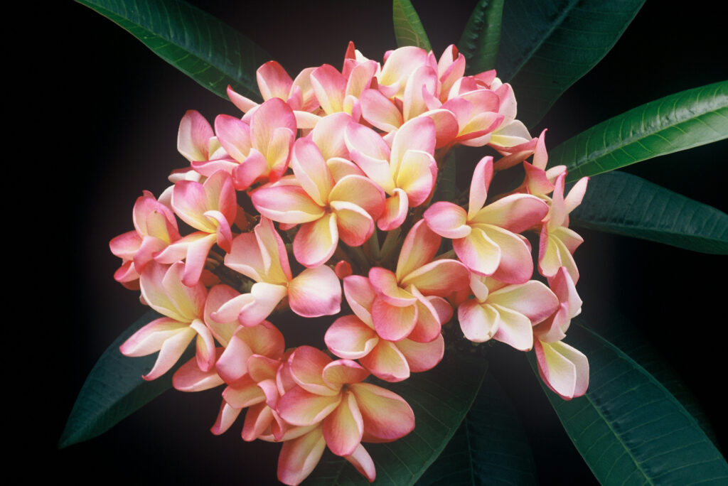 Bill Moragne, Sr. plumeria photo