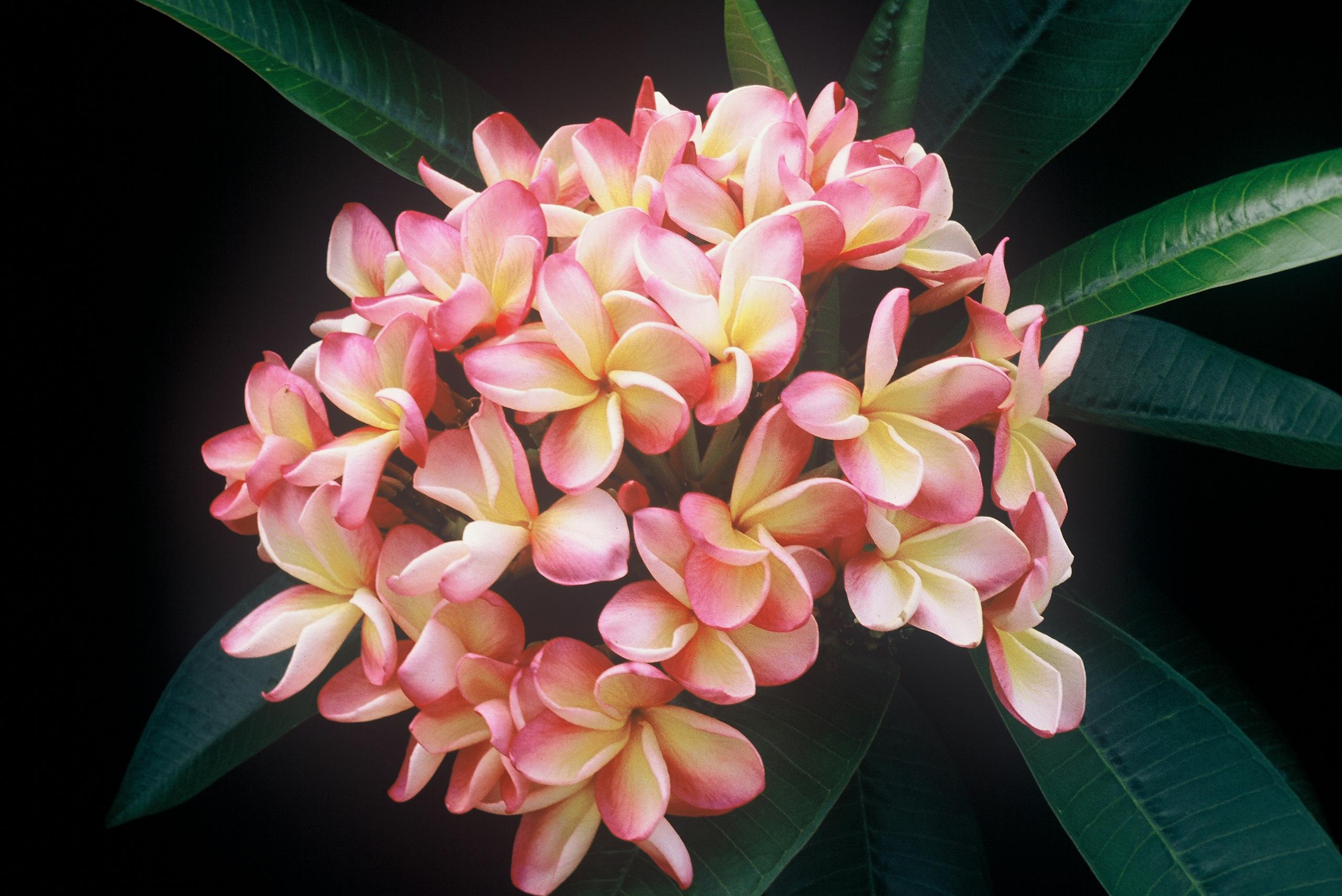 Bill Moragne, Sr. plumeria photo