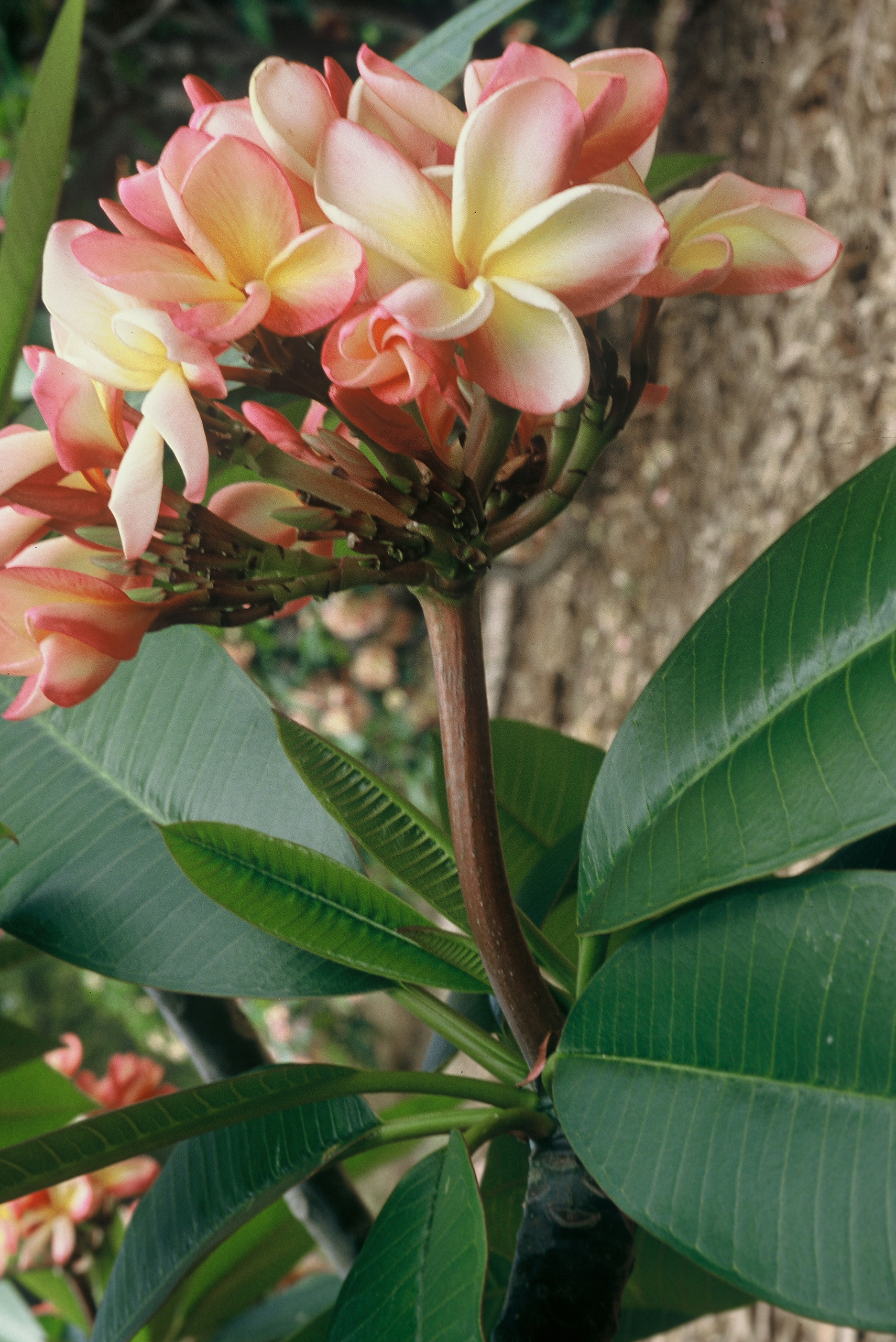 Bill Moragne, Sr. plumeria photo