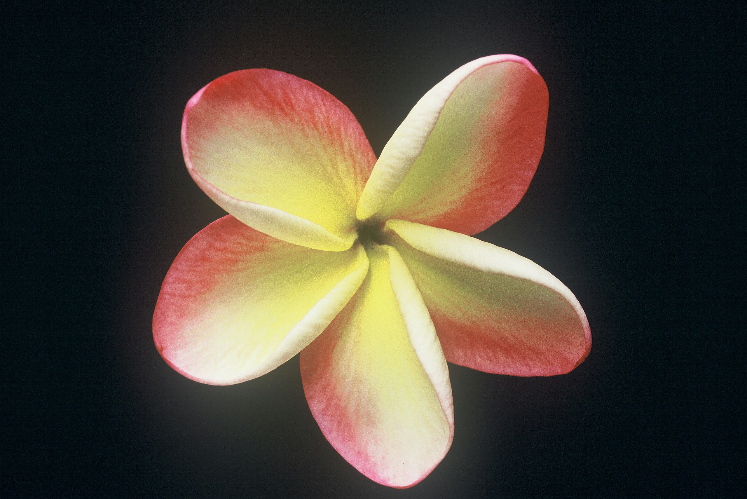 Bill Moragne, Sr. plumeria photo
