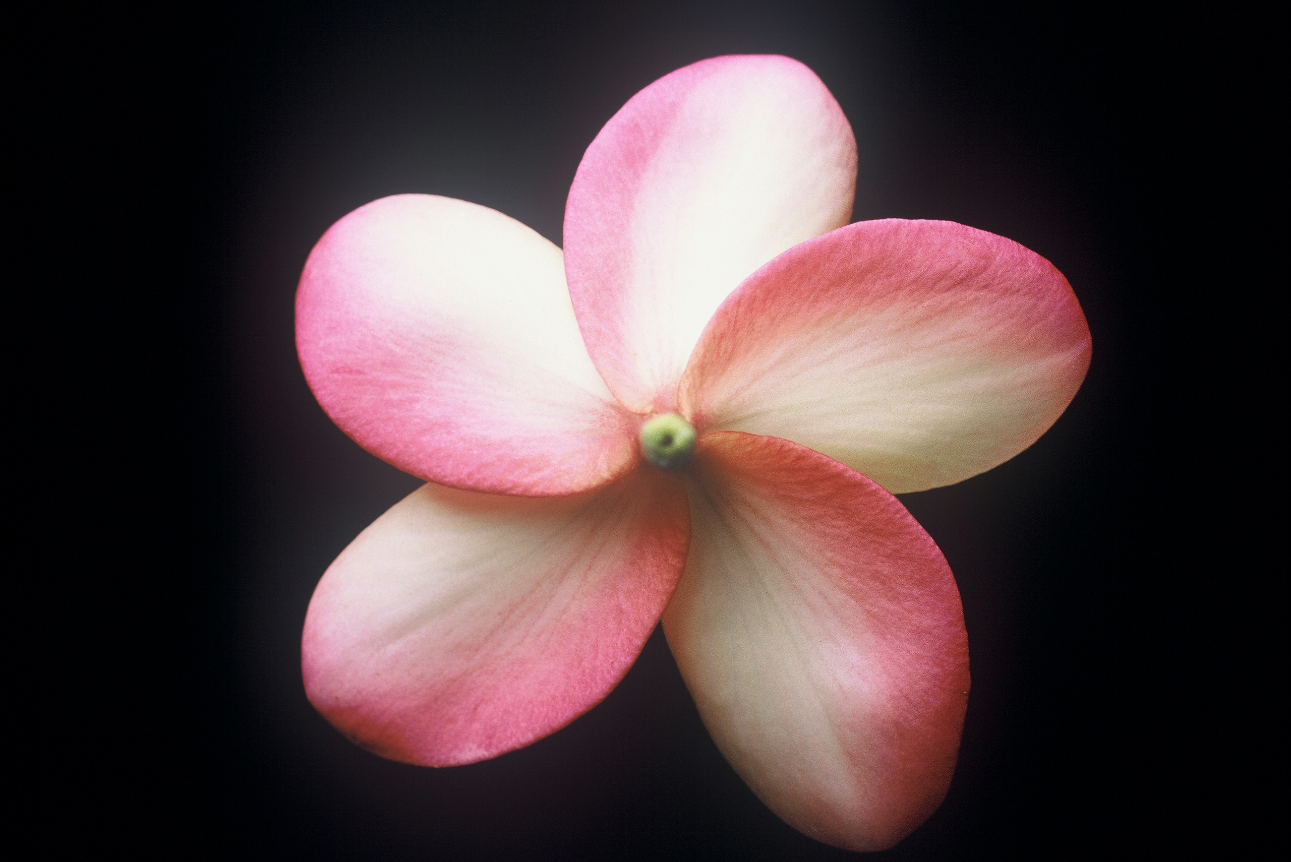 Bill Moragne, Sr. plumeria photo