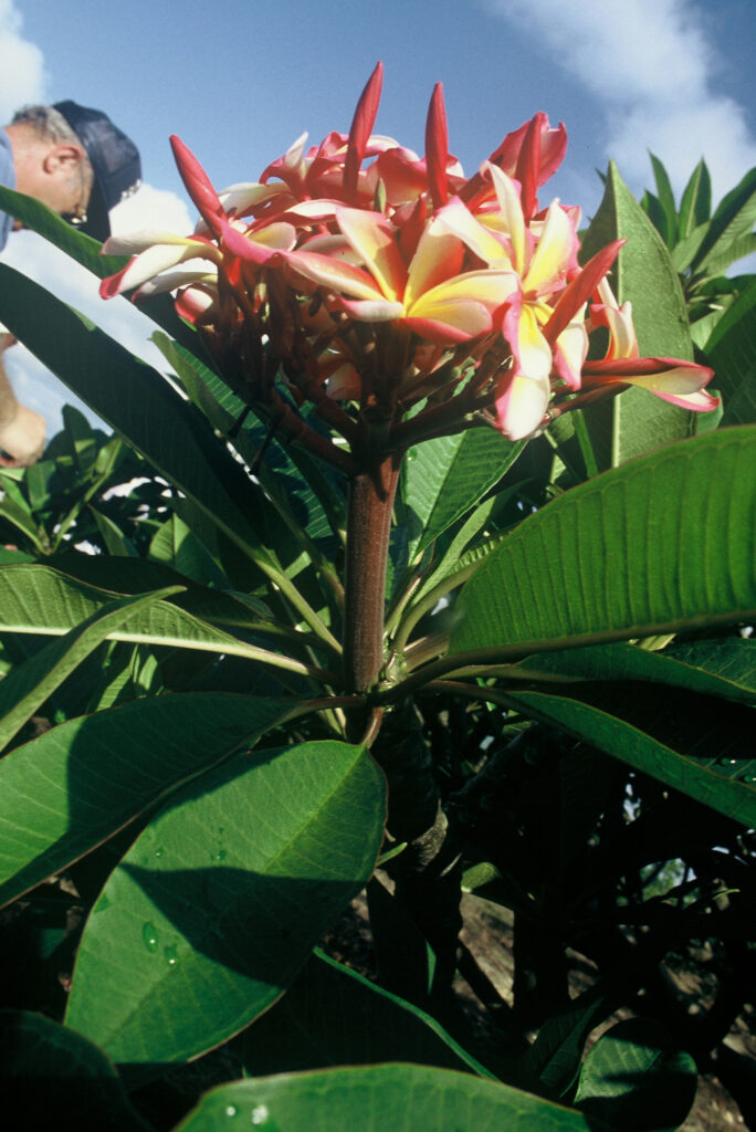 Candy Stripe plumeria photo