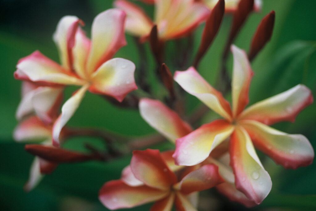Candy Stripe plumeria photo