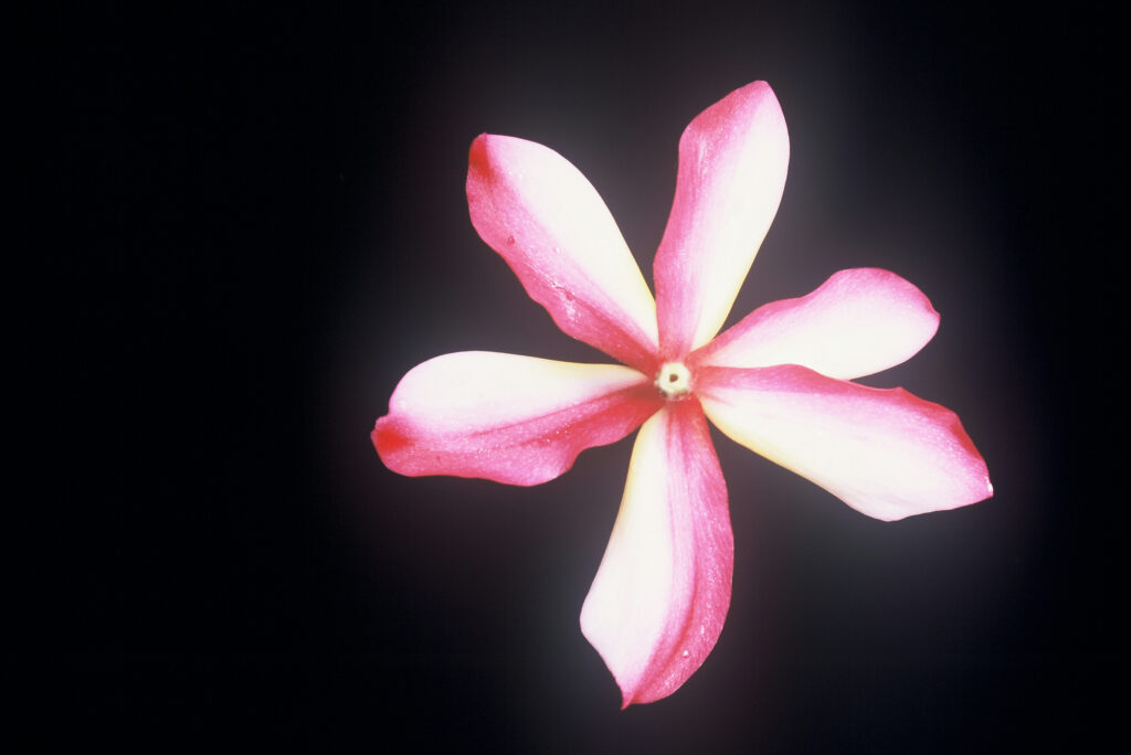 Candy Stripe plumeria photo