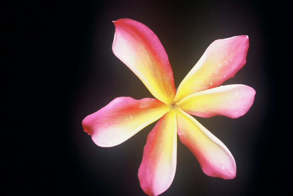 Candy Stripe plumeria photo