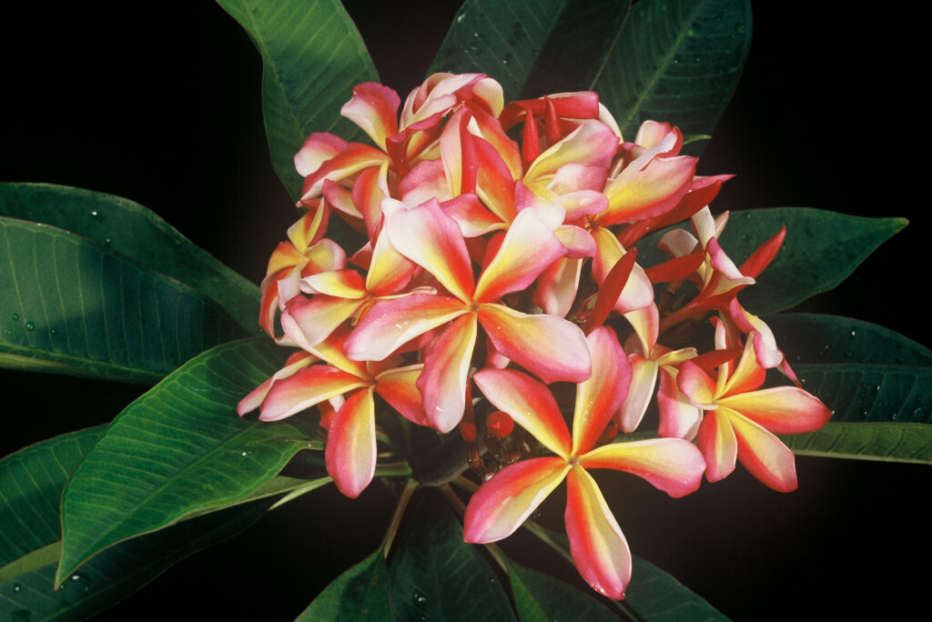 Candy Stripe plumeria photo