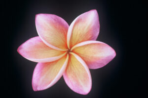 Moragne #106 plumeria
