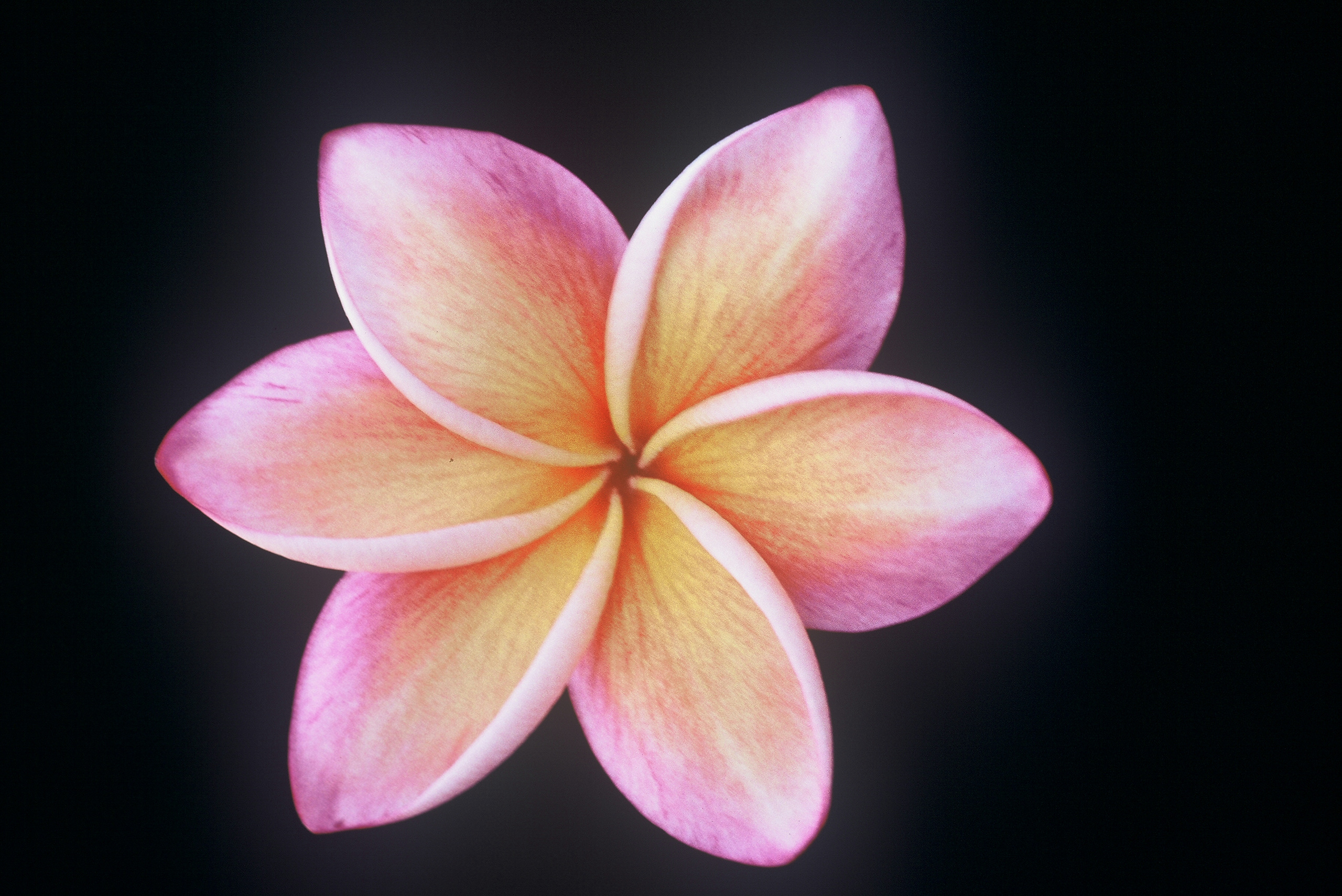 Moragne #106 plumeria photo