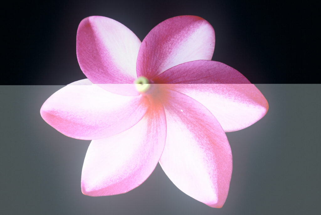 Moragne #106 plumeria photo