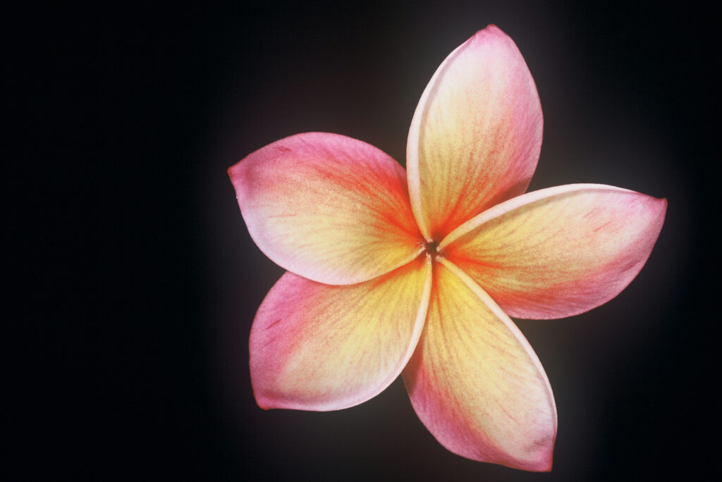 Moragne #106 plumeria photo