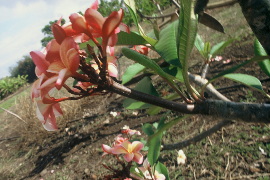 Moragne #106 plumeria photo