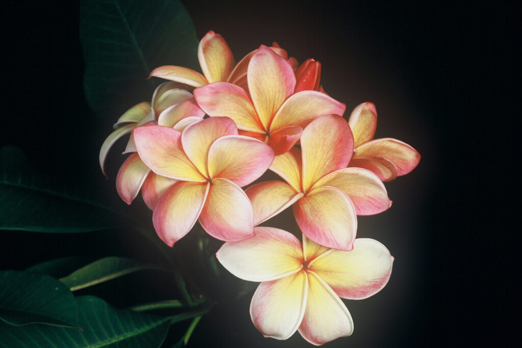 Moragne #106 plumeria photo