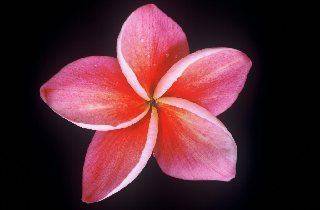 Kimi Moragne plumeria photo